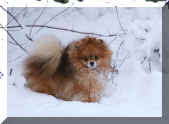 barclay,snow.jpg (154983 tavu(a))